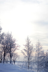 trees in the snow. winter landscape in the background light