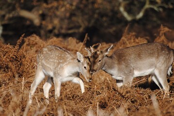 Cute spotted fallow deer at the forest  Majestic european fallow deer. Young curious deer.