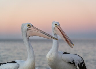 Pelicans with a serene ocean and pastel sunset background