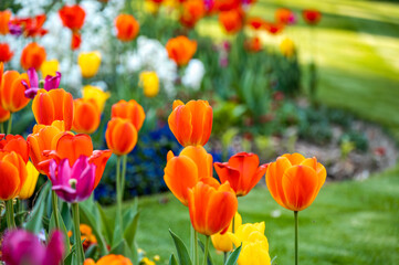 Tulips of many colors bloom in the park in the spring