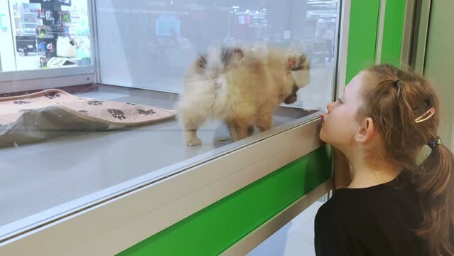 Kid choosing a new pet in shop standing near cage with small puppy. Cute puppy playing with a little girl in a pet store. Child have fun with dog. 