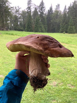 Massive mushroom in hand