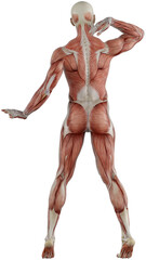 male muscle body exercise person with transparent background