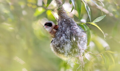 a bird on a branch
