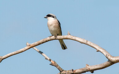 a blue jay