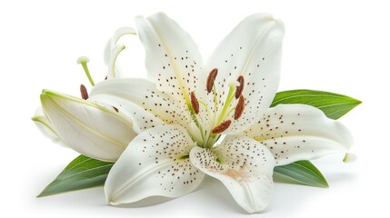 Obraz premium A single white lily flower with green leaves isolated on a white background