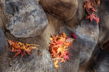 石の間に落ちた紅葉