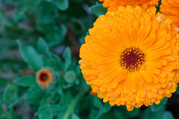 カレンデュラ（キンセンカ）