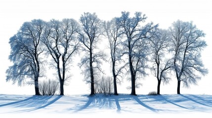 A group of trees covered in snow