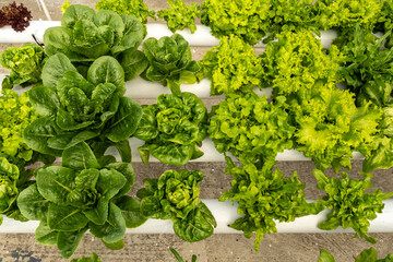 Hydroponic Lettuce Growing