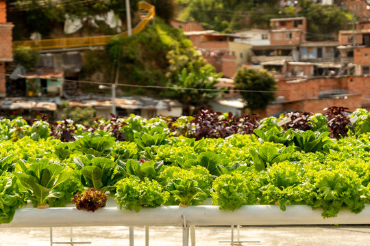 Hydroponic Lettuce Growing On Rooftop
