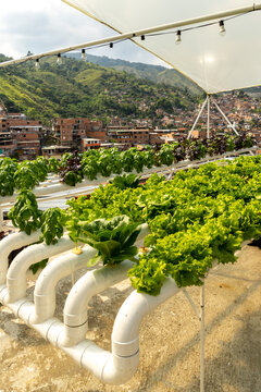 Hydroponic Lettuce Growing On Rooftop
