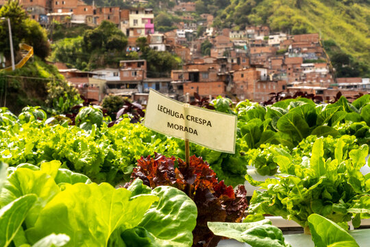 Hydroponic Lettuce Growing On Rooftop