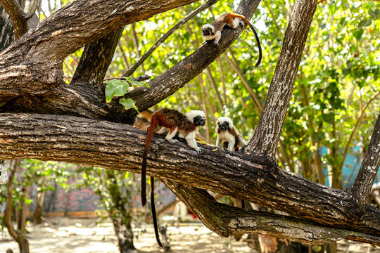 Cotton-top tamarin 