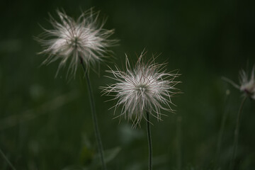 silbrig weißer Samenstand der Alpen-Kuhschelle (Pulsatilla alpina) vor dunklem Hintergrund