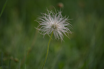 silbrig weißer Samenstand der Alpen-Kuhschelle (Pulsatilla alpina), einzelne Pflanze vor grünem Hintergrund