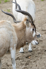 Addax is play-fighting with its companion