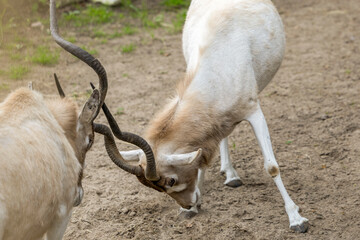 Two fighting addaxes. Their horns clash against each other.