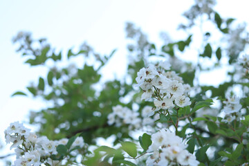 White rose hips, flowers close-up. Beautiful wild bush in the evening. White rosehip flowers, wild rose on a blurred background. Flower with white petals, medicinal plant