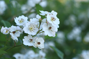 White rose hips, flowers close-up. Beautiful wild bush in the evening. White rosehip flowers, wild rose on a blurred background. Flower with white petals, medicinal plant