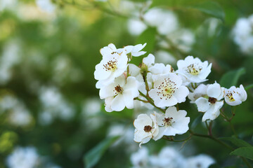 White rose hips, flowers close-up. Beautiful wild bush in the evening. White rosehip flowers, wild rose on a blurred background. Flower with white petals, medicinal plant
