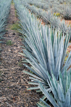 Agave plant