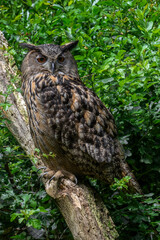 Eurasian eagle-owl (Bubo bubo) perched in bush
