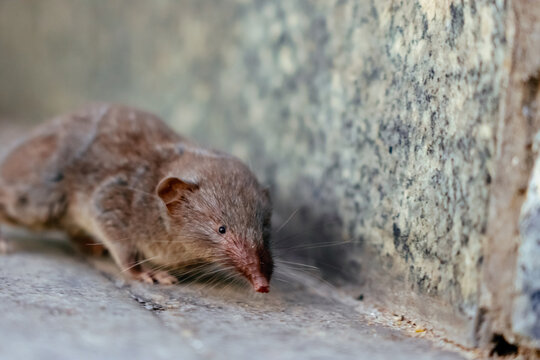 Animal shrew in city street