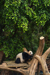 A panda lounging on a bamboo pole under a shady tree  © Winna Frensia