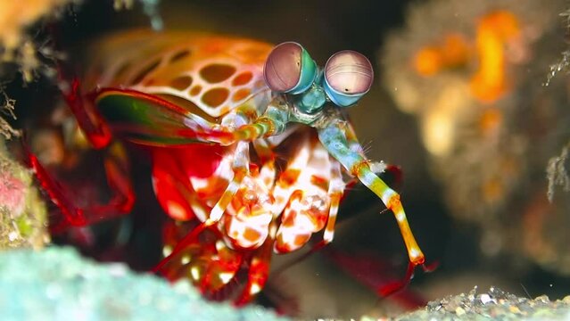 Harlequin peacock mantis shrimp in the coral reef cave, in the sea. Underwater macro marine life footage taken during scuba diving. Indo pacific adventure exotic vacation.