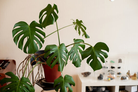 Monstera plant in modern interior