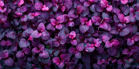 Obraz premium A detailed view of a cluster of purple flowers