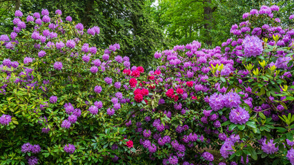 Beautifully flowering purple rhododendron