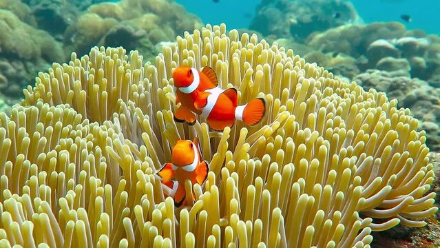 Nemo clown fish in the anemone on the colorful healthy coral reef. Anemonefish nemo couple swimming underwater. Scuba diving coral reef scene with nemo and anemone.