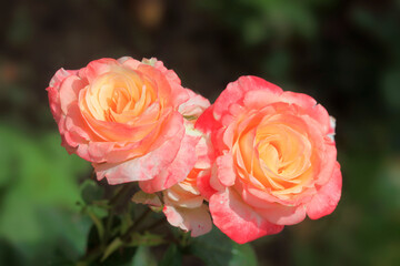 Colorful roses on nature background