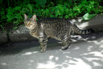 Portrait of cute street cats