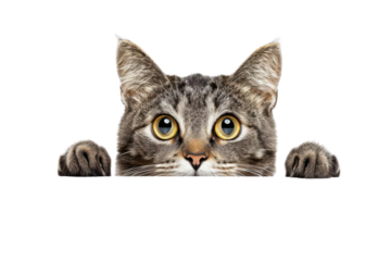 Adorable grey tabby cat with big eyes peeking over edge, isolated on white background. Perfect for pet-themed projects and designs.