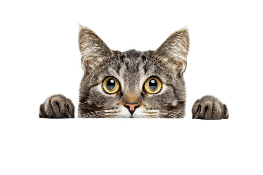 Adorable grey tabby cat with big eyes peeking over edge, isolated on white background. Perfect for pet-themed projects and designs.