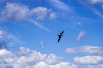 Black-headed gull flying on the bright blue sky with some clouds