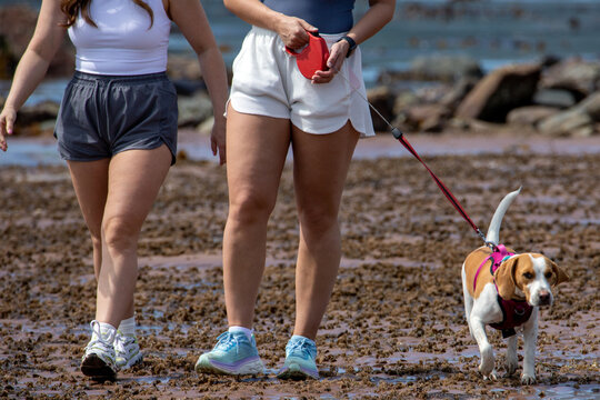 Benefits of Dog Walking. Studies show that walking just 15 minutes a day can help lower your blood pressure, which results in decreased stress levels. Walking at a brisk for your daily dose of cardio 