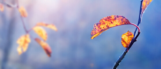 Dry autumn leaves on tree branches in sunny weather