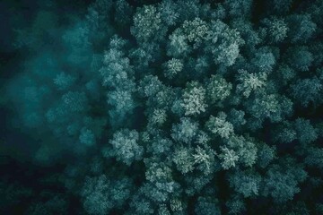 Obraz premium Aerial view of a forest at nighttime, featuring tall trees and darkness