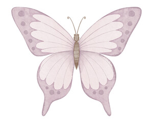 Pink butterfly watercolor illustration. Drawing of cute insect painted in pastel colors for baby birthday greeting cards or wedding invitations. Painting on isolated background for clipart.