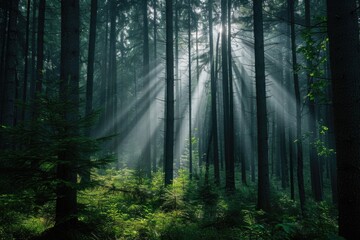 Fototapeta premium Image of sunlight shining through the leaves of trees in a forest, with dappled light and shadows