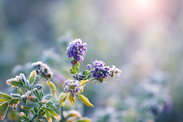 Leaves and flowers of wild plants in the meadow are covered with frost during autumn frosts