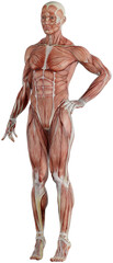 male muscle body exercise person with transparent background