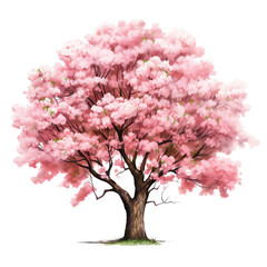 A cherry blossom tree clipart, tree element, watercolor illustration, isolated
