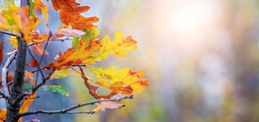 Oak branch with colorful autumn leaves on a blurred background in sunny weather