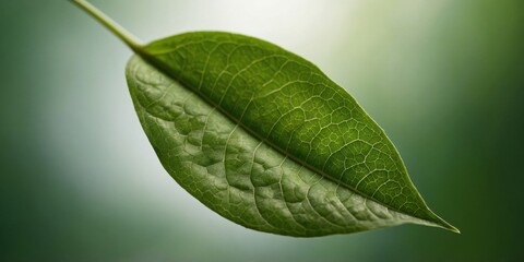 Obraz premium A detailed image focusing on the intricate patterns and textures of a green leaf, with a soft blurred background