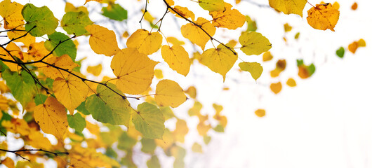 A linden branch with colorful autumn leaves on a light background